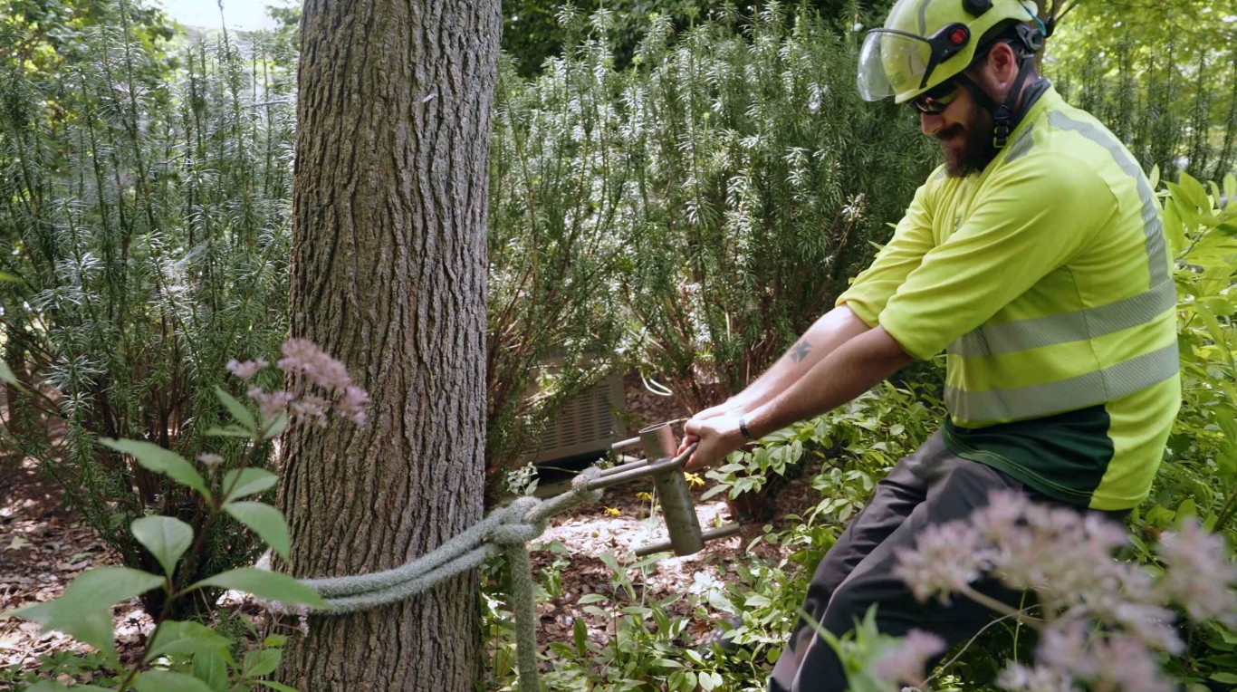 Tree Health & Maintenance service in Minot, ND